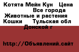 Котята Мейн Кун › Цена ­ 15 000 - Все города Животные и растения » Кошки   . Тульская обл.,Донской г.